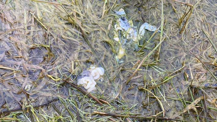 Erschreckend viele Häute von Moorfröschen und Erdkröten am Uferrand. | Foto: Monty Erselius 2026, Plau am See