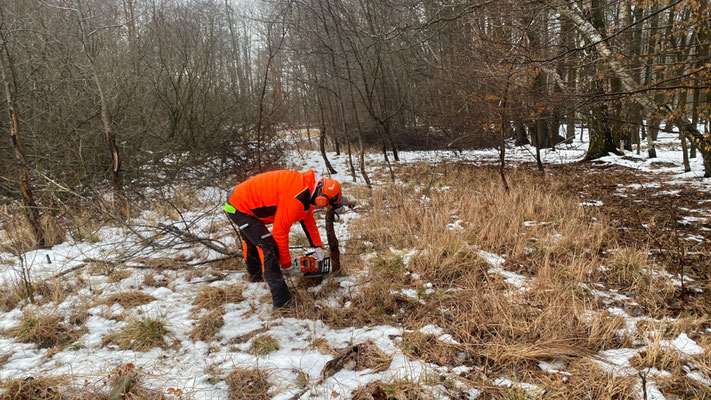 Ein Mann in orangener Schutzkleidung fällt einen jungen Baum mit der Kettensäge.