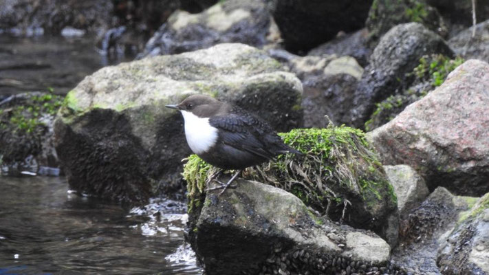 Wasseramsel | Foto: Renate Buddrus 2019, Elde bei Plau am See
