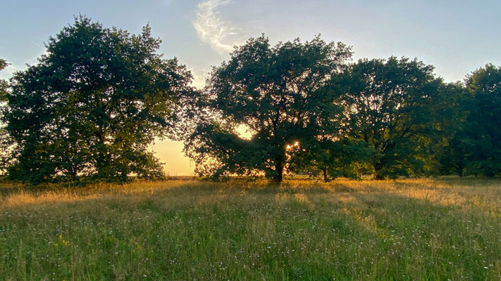 Tief beastete Eichen haben inzwischen Seltenheitswert. |Foto: Monty Erselius 2025, Plauer Stadtwald