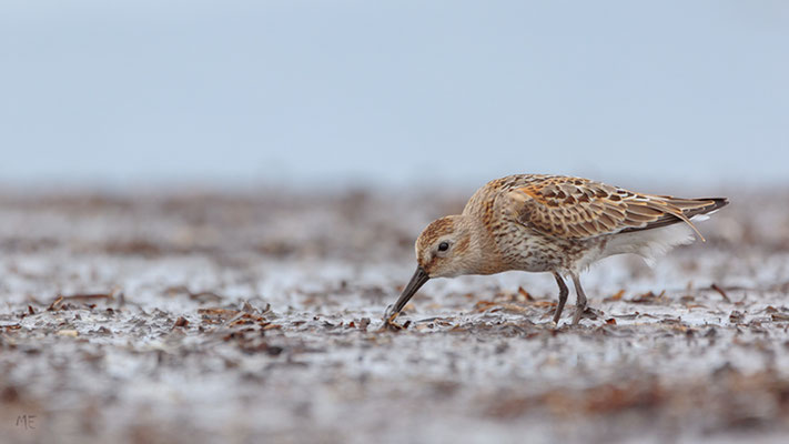 Schlickböden werden bei der Nahrungssuche bevorzugt. | Foto: Monty Erselius 2022, Langenwerder