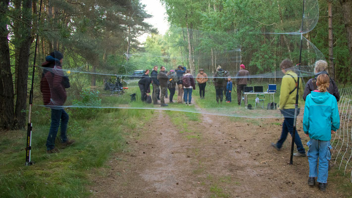 Die Netze für den Fledermausfang wurden schon bei Tageslicht aufgestellt. | Foto: Monty Erselius 2025, NSG Marienfließ