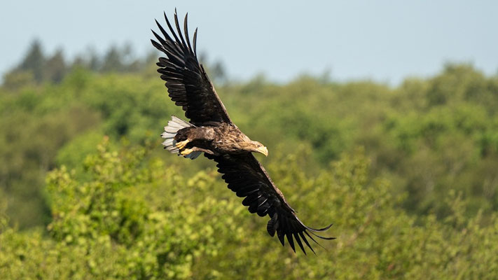 Der Seeadler wird mit einem Brett in der Luft verglichen, da er seine Flügel nur wenig bewegt | Foto: Lucas Kamrath 2024, Plauer See