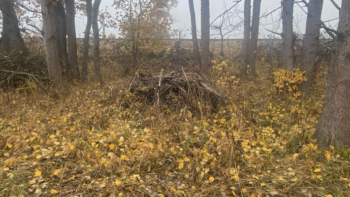 Holz und Mahdgut bieten am Flächenrand vielen Tieren Unterschlupf und Nahrung. | Foto: Monty Erselius 2025, Plauer Stadtwald