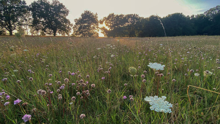 Dohlenwiese im August. Wo gibt es noch solche Flächen? |Foto: Monty Erselius 2025, Plauer Stadtwald