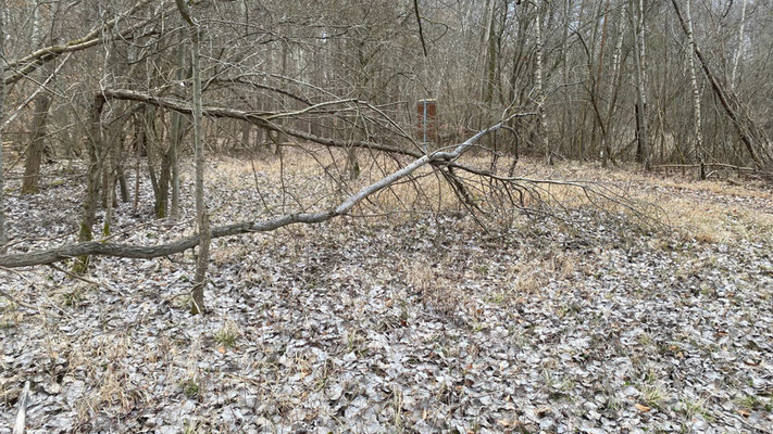 Windbruch verhindert die maschinelle Mahd und muss entfernt werden. | Foto: Monty Erselius 2026, Plauer Stadtwald