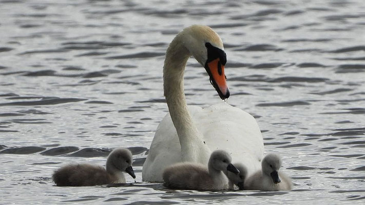 Höckerschwan | Foto: Inge Krüger 2023, Plauer See
