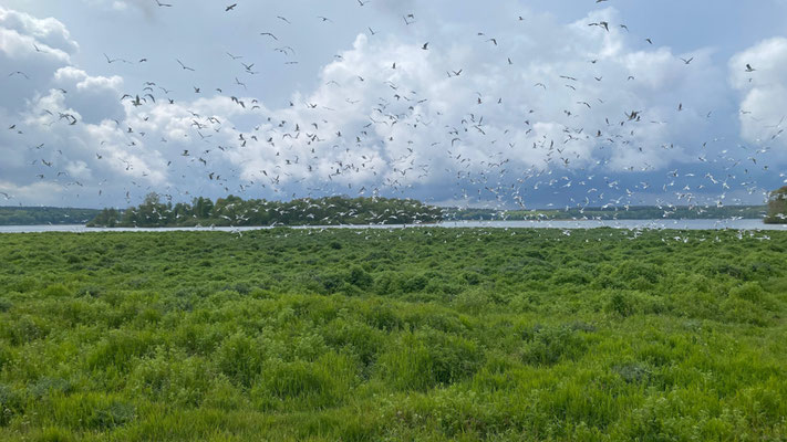 WWie viele Lachmöwen sind hier zu sehen? | Foto: Monty Erselius 2026, Krakower Obersee