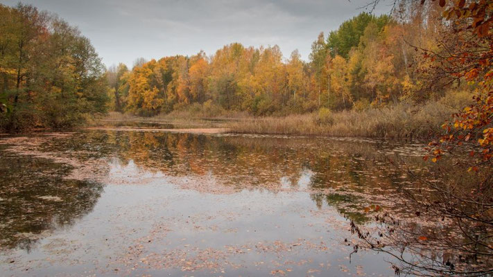 Der Ziegeleisee ist eine ehemalige Tongrube  | Foto: Monty Erselius 2023, Plauer Stadtwald