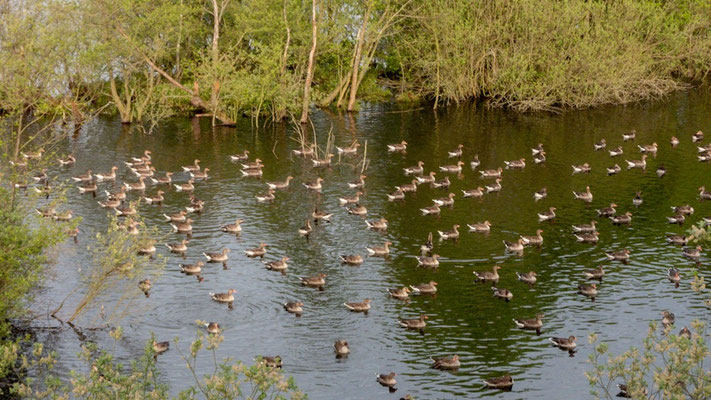 Wenn sich ein Feind nähert, schlagen die Graugänse laut Alarm | Foto: Lucas Kamrath 2023, Plauer See