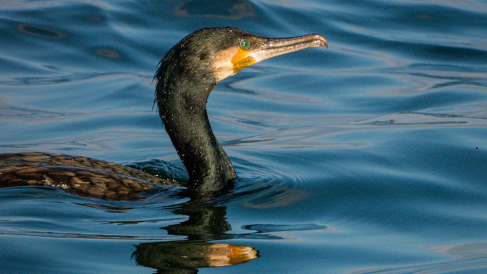 Kormoran | Foto: Lucas Kamrath 2022, Plauer See