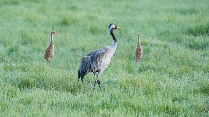 Kraniche mit zwei Jungtieren auf einer Wiese | Foto: Lucas Kamrath 2024, nahe Glashütte