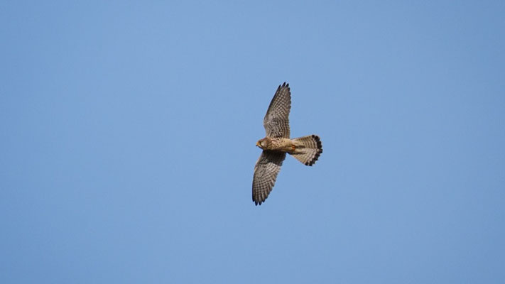 Turmfalke