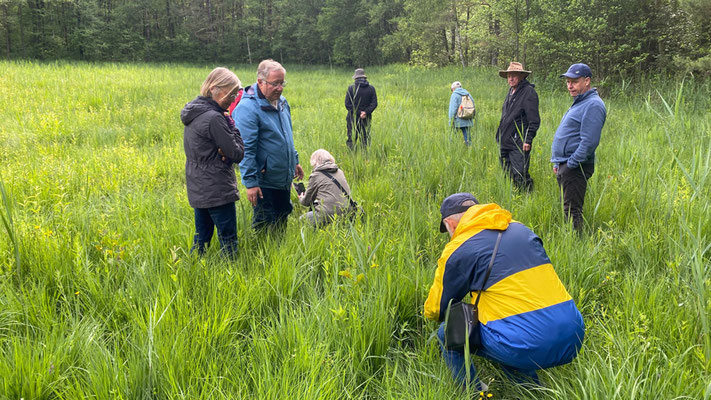 Die Orchideen zogen nicht nur Botaniker in ihren Bann. | Foto: Monty Erselius 2026, Quaßliner Moor