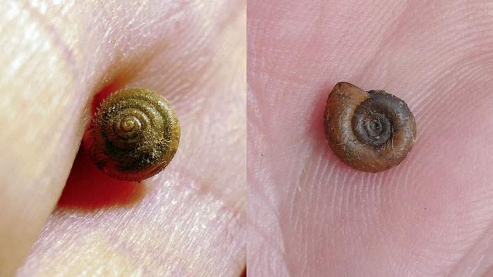 Tatsächlich gibt es sogar behaarte Schneckenhäuser, rechts eine Posthornschnecke. | Foto: Thomas Münzberger 2025, Plauer Stadtwald