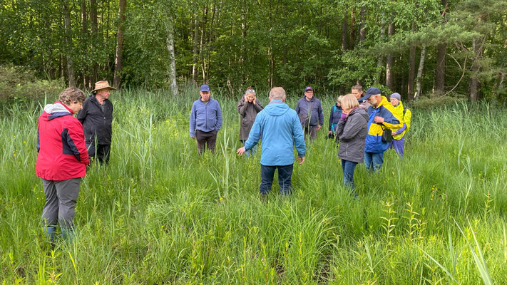 Sehr guter Wasserstand im Kalkflachmoor. | Foto: Monty Erselius 2026, Quaßliner Moor