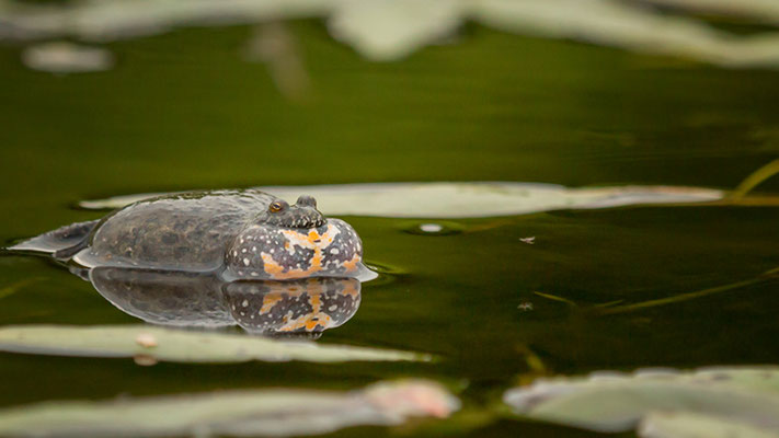Rotbauchunken sind in unserer Region nicht selten. | Foto: Monty Erselius 2022, Plau am See