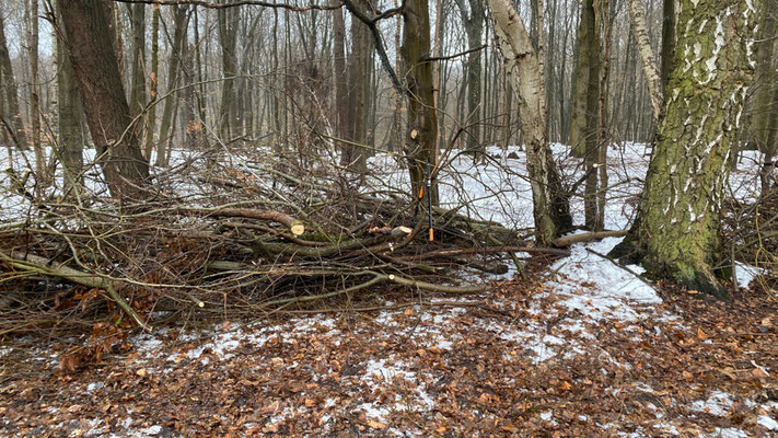 Am Waldrand liegen aufgestapelte Äste und dünne Stämmchen.