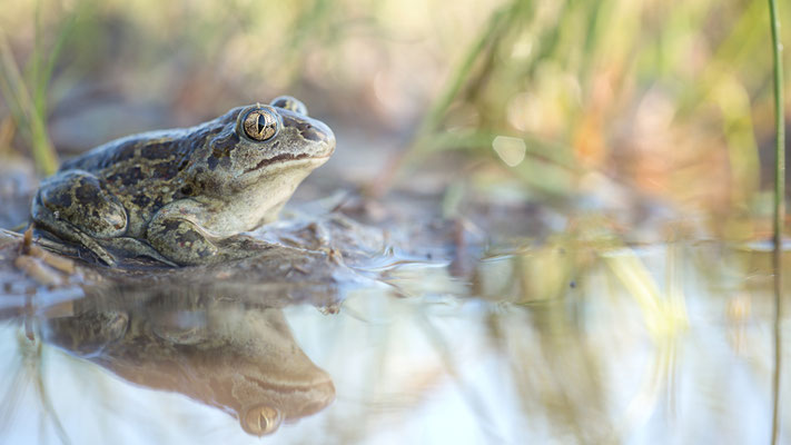 Die Knoblauchkröte ist nur sehr selten am Gewässer zu beobachten. | Foto: Monty Erselius 2022, Plau am See