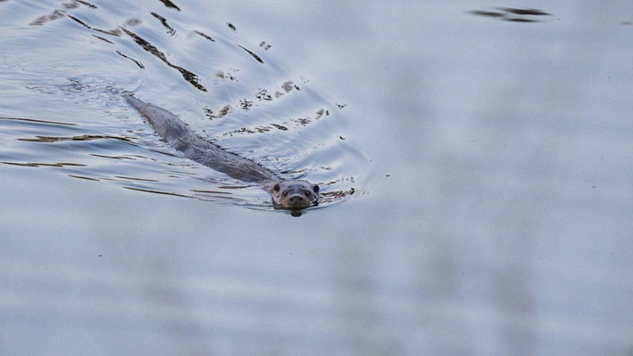 Fischotter sind hauptsächlich nachts und in der Dämmerung aktiv | Foto: Lucas Kamrath 2023, Plauer See