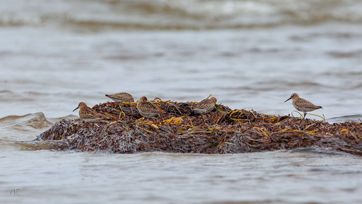 Tang und Seegras stecken voller Nahrung. | Foto: Monty Erselius 2022, Langenwerder
