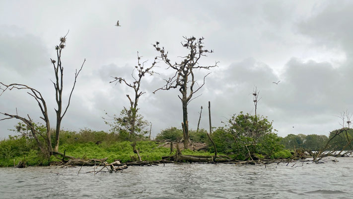Kormorane gehören schon immer zum Krakower Obersee dazu, sorgen aber auch für Probleme. | Foto: Monty Erselius 2026, Krakower Obersee