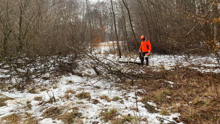 Ein Mann im orangen Schutzanzug steht mit der Kettensäge inmitten gefällter dünner Baumstämme.