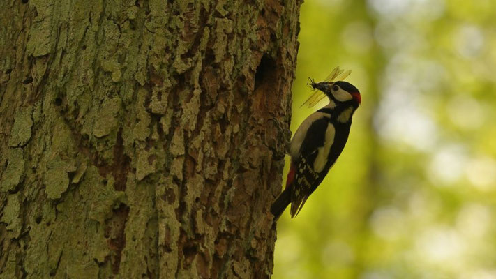Der Buntspecht ernährt sich von Insekten, Insektenlarven und Spinnen | Foto: Renate Buddrus 2020, Plauer Stadtwald