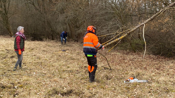 Auch die Kettensäge kam zum Einsatz. | Foto: Monty Erselius 2025, Plauer Stadtwald