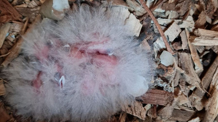 Die Jungvögel sind kurz nach dem Schlüpfen noch nicht befiedert | Foto: Dörthe Kemper 2024