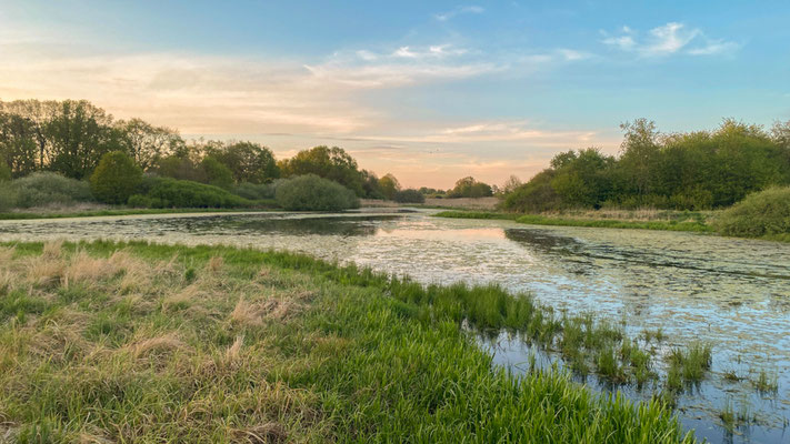 Feuchtgebiete sind wertvolle ökologische Bestandteile der Landschaft. | Foto: Monty Erselius 2026, Plau am See