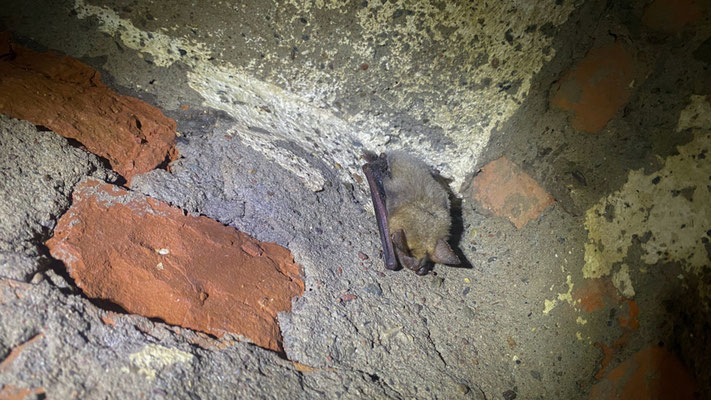 Viele Fledermäuse hingen oder saßen völlig frei. Ein Traum für jeden Beobachter und Fotografen. | Foto: Monty Erselius 2025, Bunkeranlage Bossow