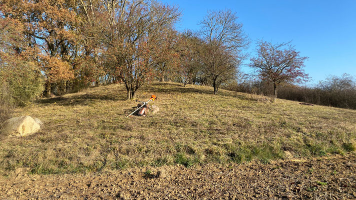 Das Mahdgut konnte abtrocknen, bevor es am Samstag von der Fläche verbracht wurde. | Foto: Monty Erselius 2025, Feldflur nördlich von Plau am See