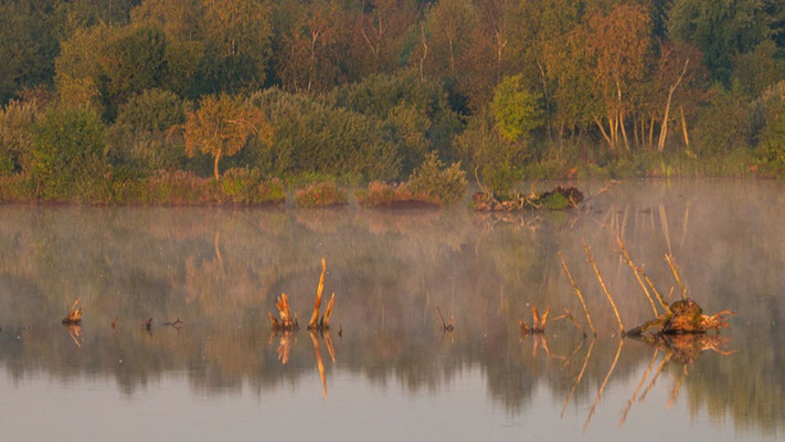 Im Naturschutzgebiet „Nordufer Plauer See“ befindet sich eine kleine Insel abgestorbener Bäume | Foto: Lucas Kamrath 2022, Plau am See