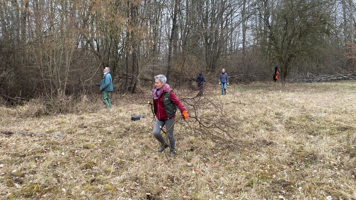 Windwurf und Mahdgut werden an den Rand der Fläche verbracht. | Foto: Monty Erselius 2026, Plauer Stadtwald