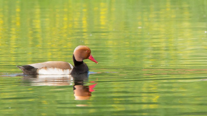 Kolbenente auf der Elde | Foto: Monty Erselius 2023, Plau am See 