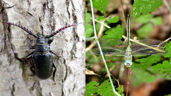 Überraschungen am Wegesrand. Sägebock und Königslibelle. | Foto: Thomas Münzberger 2025, Plau am See