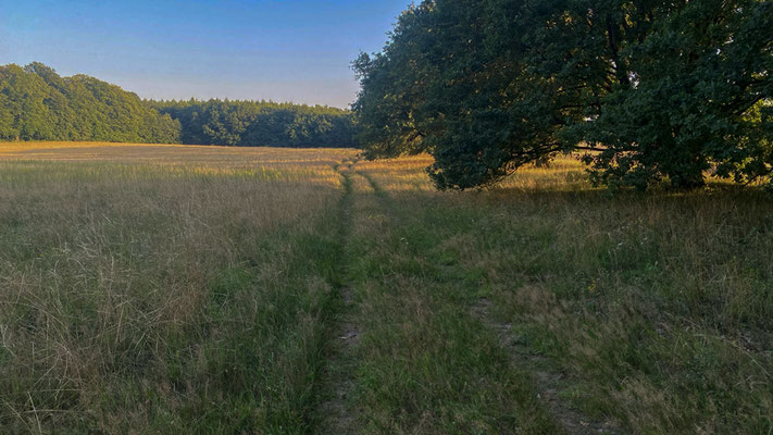 Erlebbare Natur im Plauer Stadtwald. |Foto: Monty Erselius 2025, Plauer Stadtwald