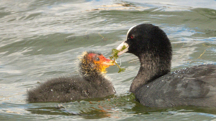 Blässhühner ernähren sich u.a. von Seegras | Foto: Lucas Kamrath 2022, Ziegelsee/Schwerin