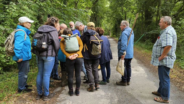 Auch im Buchenwald konnten Schnecken entdeckt werden. Foto: Inge Krüger 2025, Plauer Stadtwald