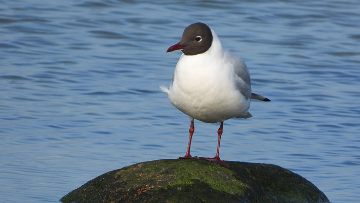 Lachmöwe | Foto: Inge Krüger 2024, Insel Poel