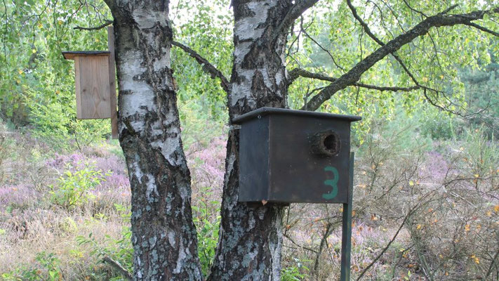 Meisenkästen in der Nähe der Wiedehopfkästen reduzieren die "Fremdbelegung" | Foto: Dörthe Kemper 2023
