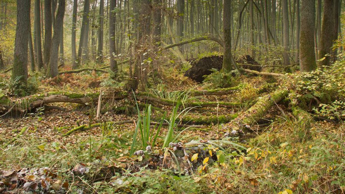 Das Hoftsättsche Moor profitiert von Wasserstandsanhebungen | Foto: Monty Erselius 2023, Plauer Stadtwald