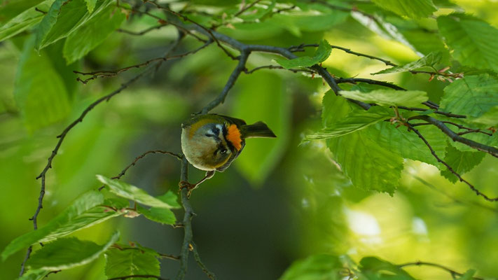Sommergoldhähnchen
