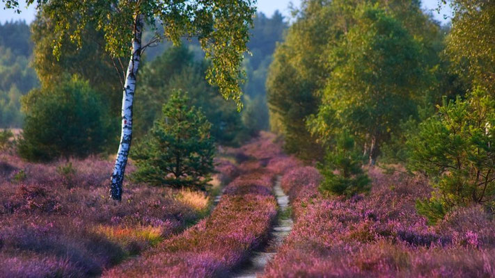 Blühende Besenheide