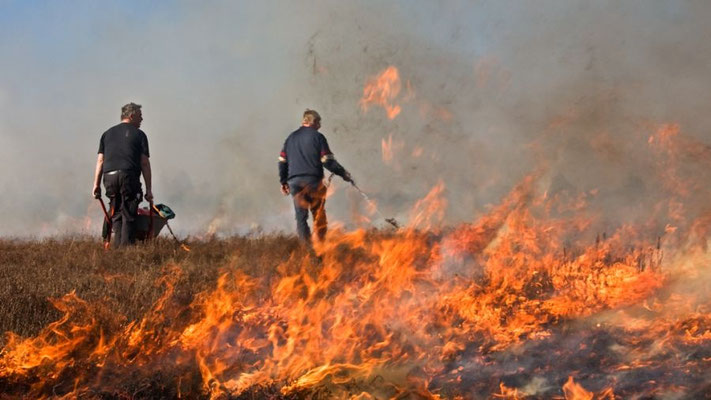Heidepflege mit Feuer