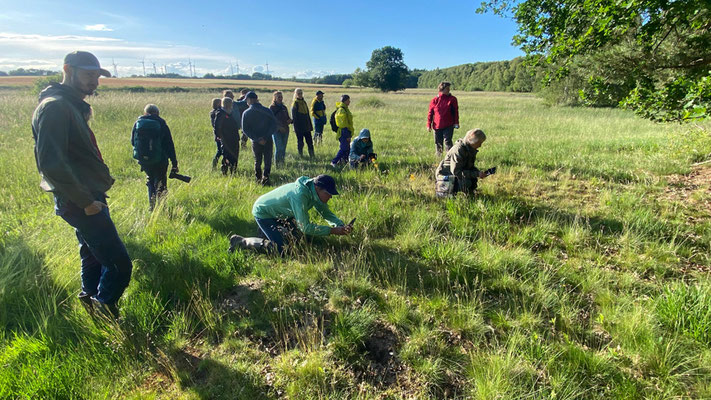 Mit blühender Arnika hat keiner gerechnet. | Foto: Monty Erselius 2026, Quaßliner Moor