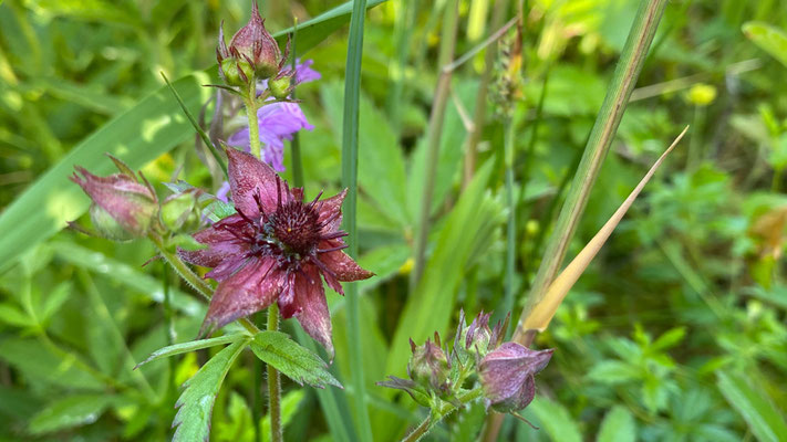 Die Blume des Jahres 2025. Das Sumpf-Blutaugen. | Foto: Monty Erselius 2026, Quaßliner Moor