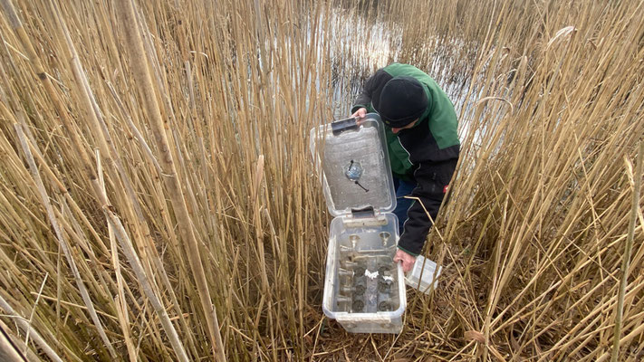 Mit Spannung wurde die Kontrolle der Fallen erwartet. | Foto: Monty Erselius 2026, Plau am See