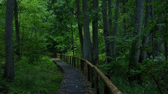 Der Moorsteg bietet tolle Einblicke in den Erlenbruchwald | Foto: Renate Buddrus 2021, Plauer Stadtwald